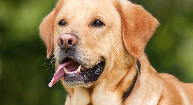 Malattie nei cani: cure e sintomi
