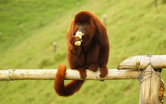 Scimmia urlatrice: caratteristiche, dove vive e cosa mangia