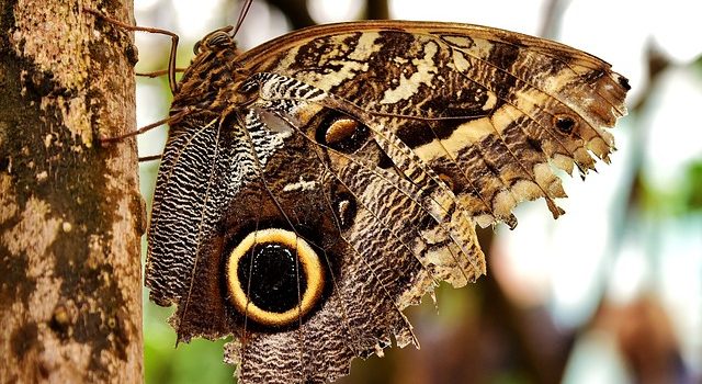 Le 15 farfalle più belle del mondo: elenco completo e dettagliato