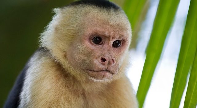 Scimmia domestica: dove comprarla in Italia e a che prezzo?