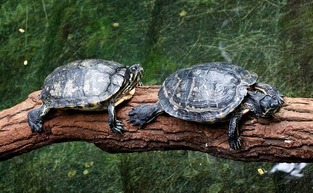 Le tartarughe di terra bevono: di quanta acqua hanno bisogno?